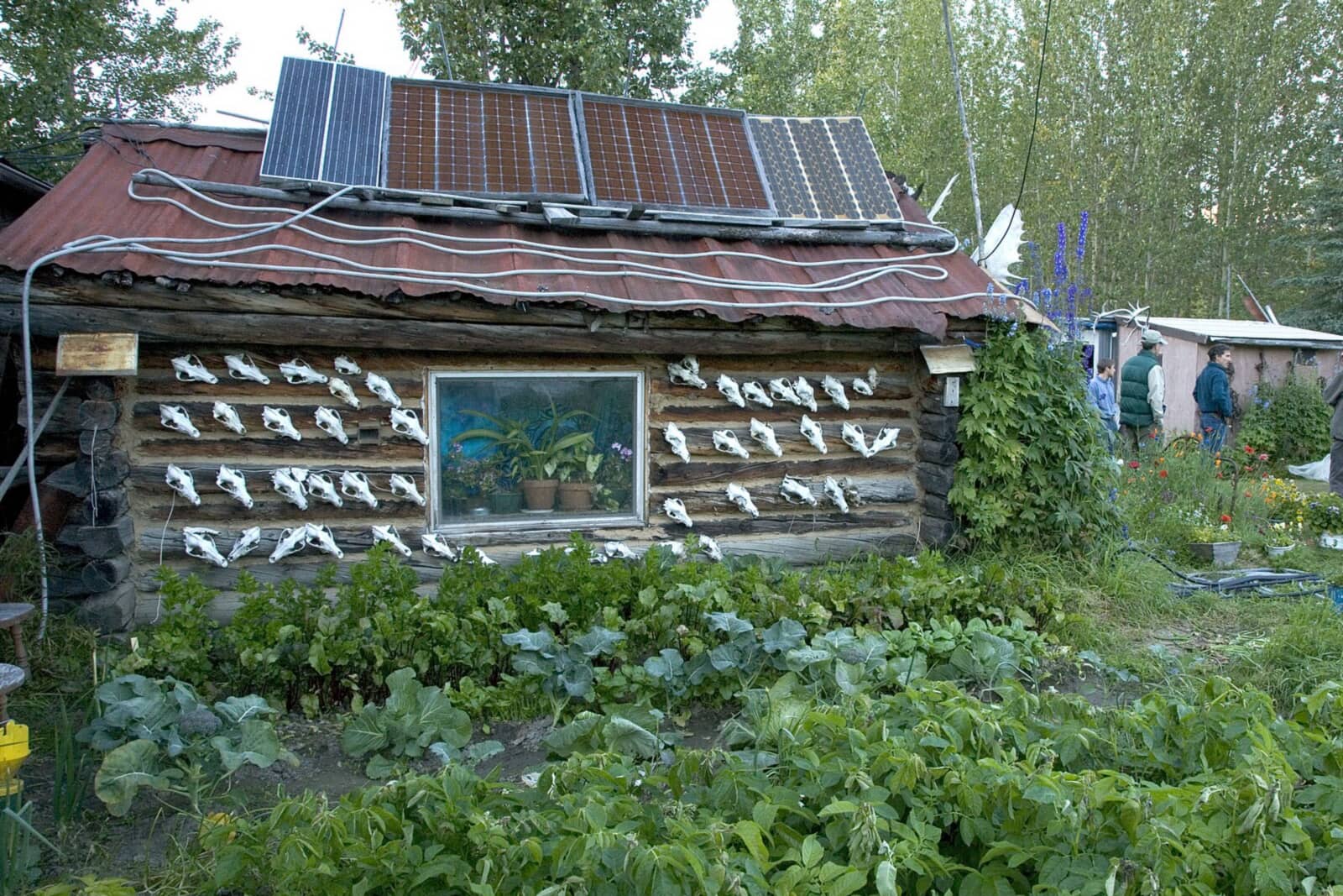 Bush log cabin with solar panels on its metal roof and a vegetable garden in front